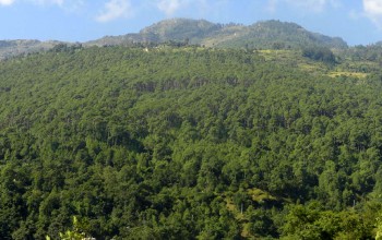 डिभिजन वन कार्यालयले भन्यो, 'दाङका सामुदायिक वन डढेलोको उच्च जोखिममा'